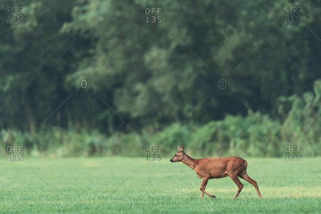 Young doe grazing in a green field