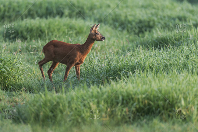 Portrait of a young doe grazing in a green field