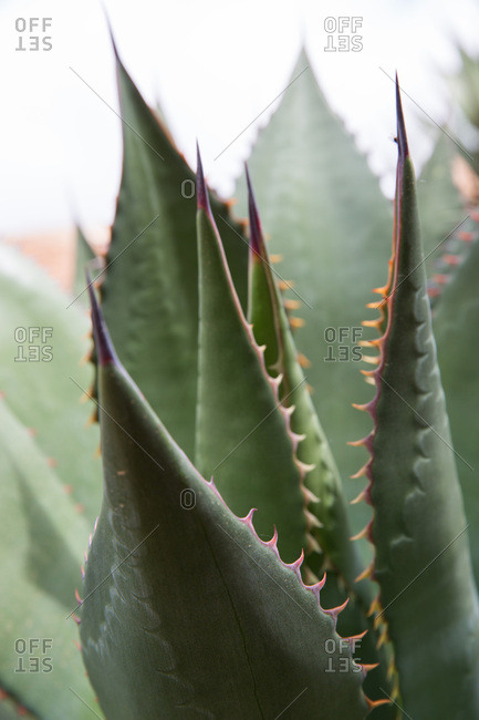 Close up of a spiky aloe plant