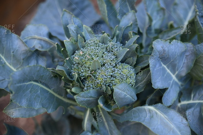 Fresh broccoli growing in a garden
