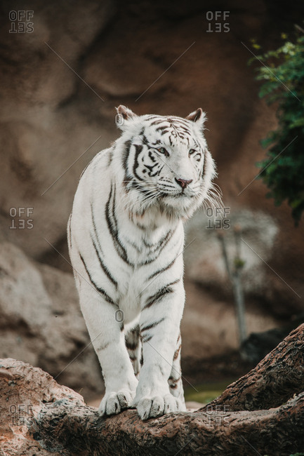 Bengal Tiger Standing on the Rock Stock Photo - Image of front, river:  35772344