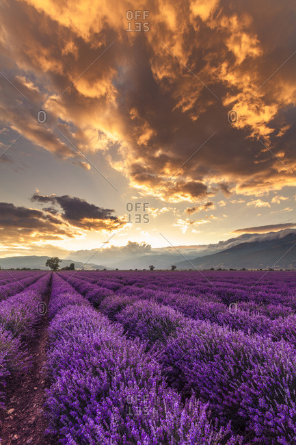 Vast lavender field at sunrise