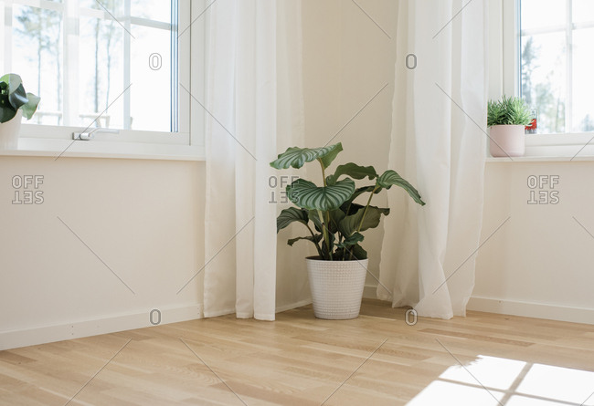 green plant in home