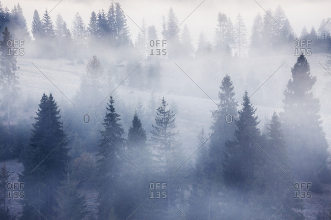 Misty landscape with fir mountain forest. Panorama view of mountain before sunrise
