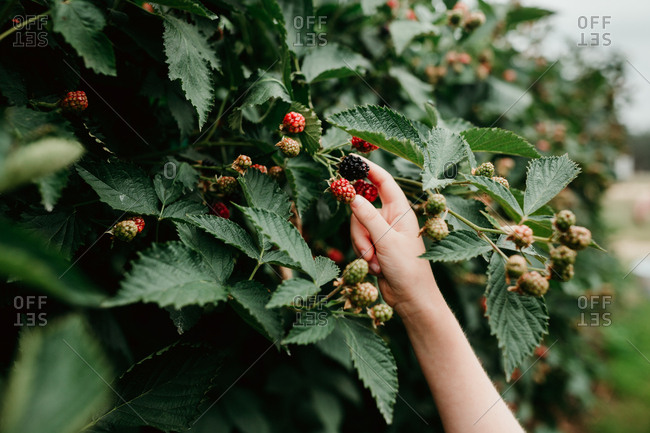 A child's hand picking blackberries