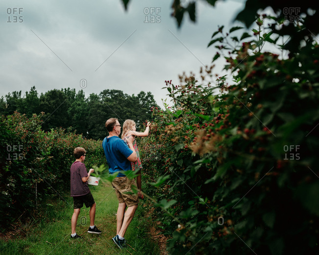 Father helping kids pick blackberries