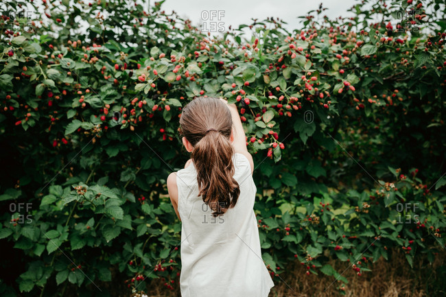 A little girl picking blackberries from behind