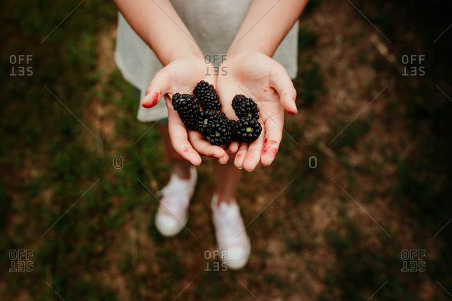 Child holding blackberries