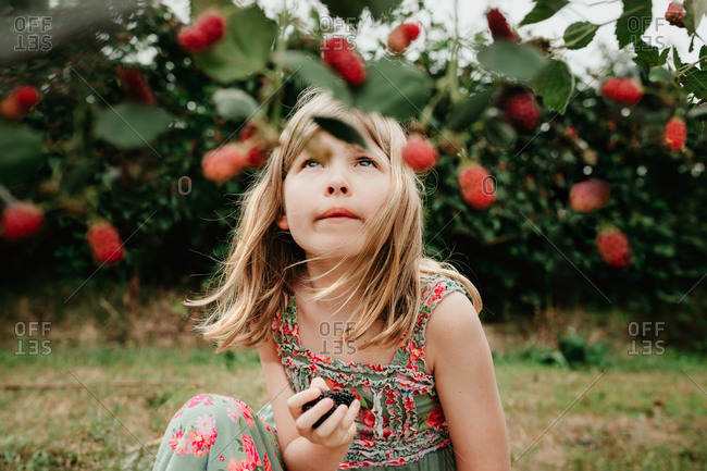 Little blonde girl picking blackberries