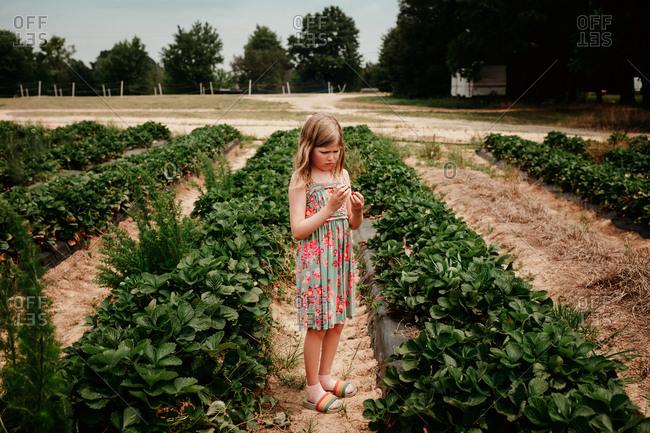 Girl examining strawberries while picking them in a garden