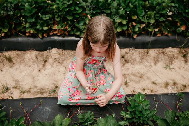 Girl picking strawberries in a garden