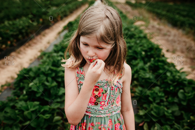 Little blonde girl eating a freshly picked strawberry