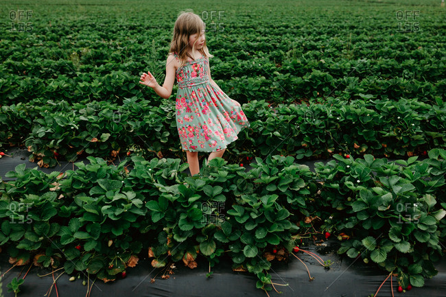 Girl walking in a strawberry field