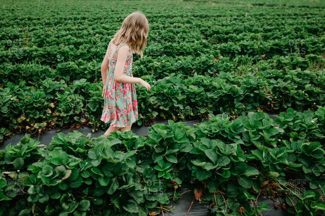 Blonde girl walking in a strawberry field