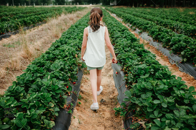 Young girl in a strawberry field from behind