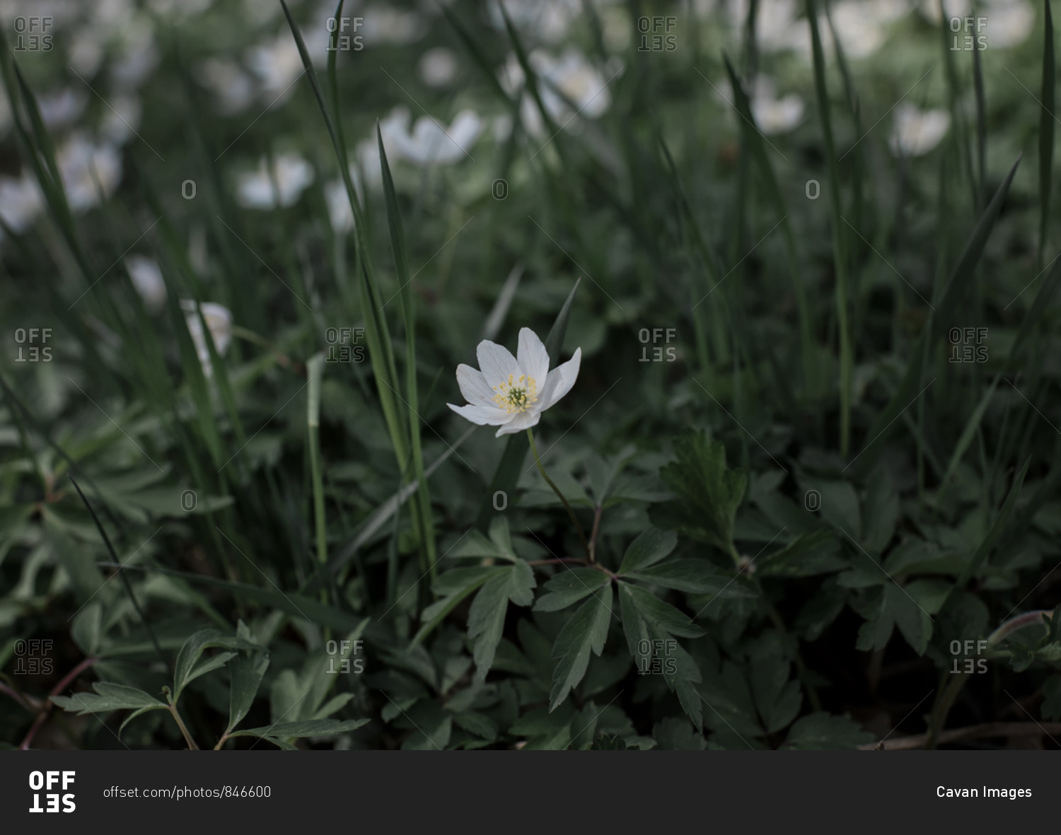 A single white flower amongst green grass