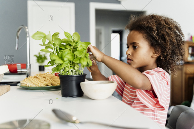 Girl plucking basil leaves in kitchen