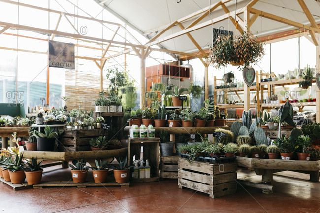Assortment of cacti in a garden center
