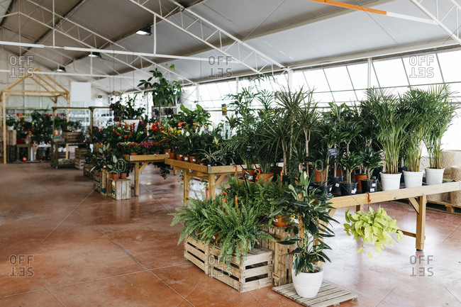 Assortment of plants in a garden center