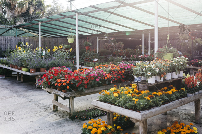 Assortment of flowers in a garden center