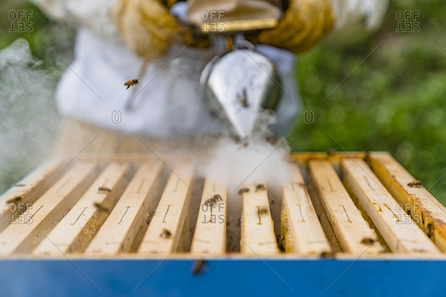 Beekeeper with honeycombs and smoker