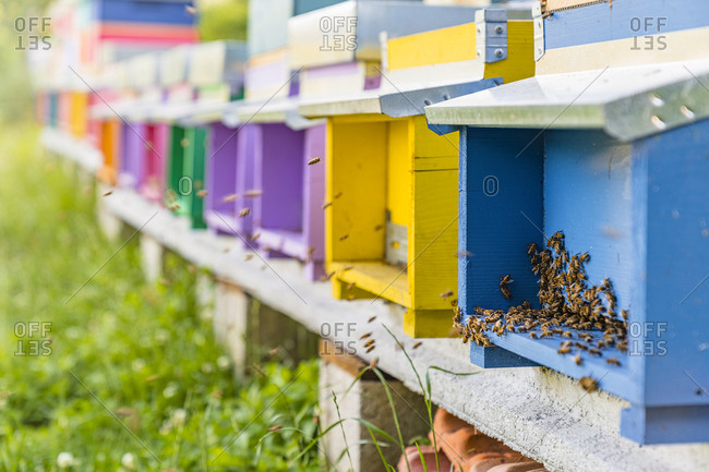 Colorful beehives and honeybees - Offset