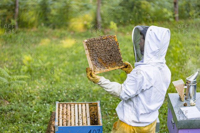 Beekeeper checking frame with honeybees