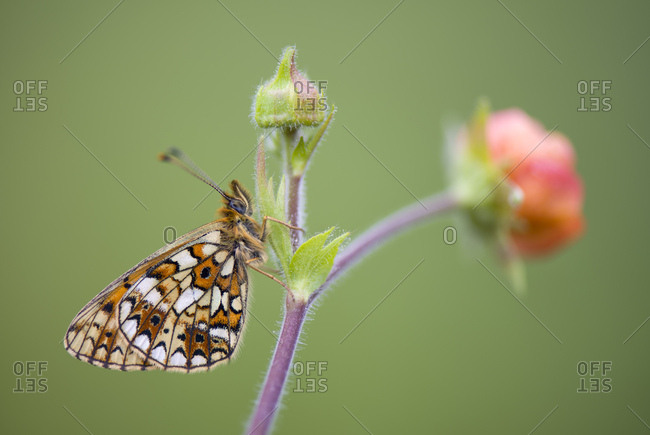 Small pearl-bordered fritillary
