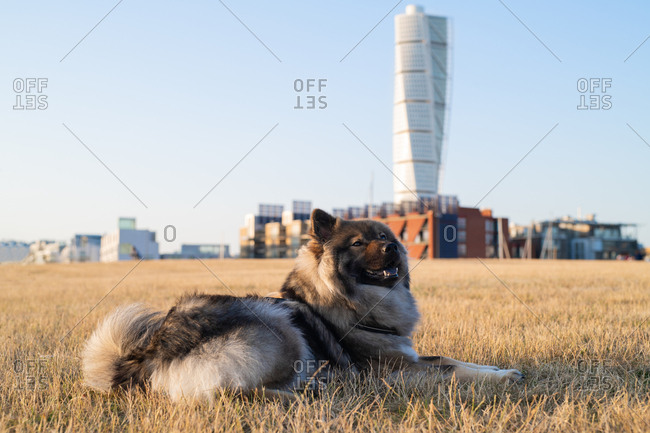Dog relaxing in field with tall buildings in background