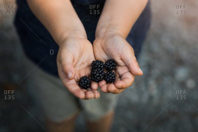 Child's hands holding fresh picked wild blackberries