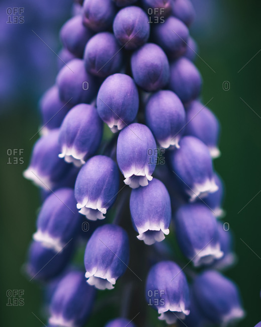 Macro image of petals on a blooming grape hyacinth flower.