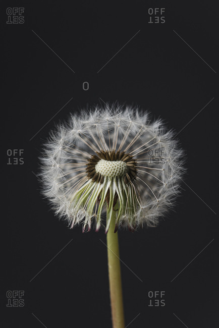 Macro image of the seeds on top of a white fluffy dandelion flower.