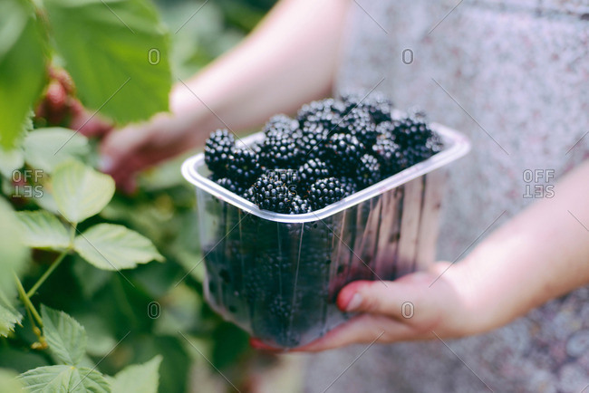 Woman holding a basket of blackberries  outdoor