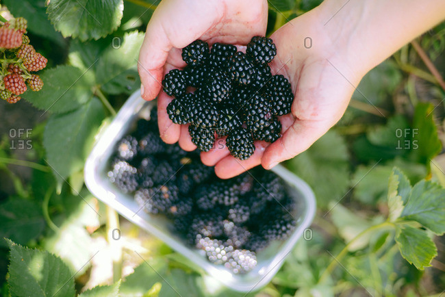 Woman holding a basket of blackberries  outdoor