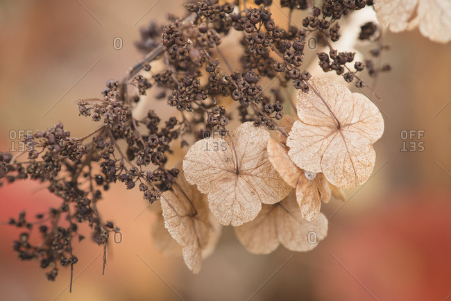 Dried leaves on branch