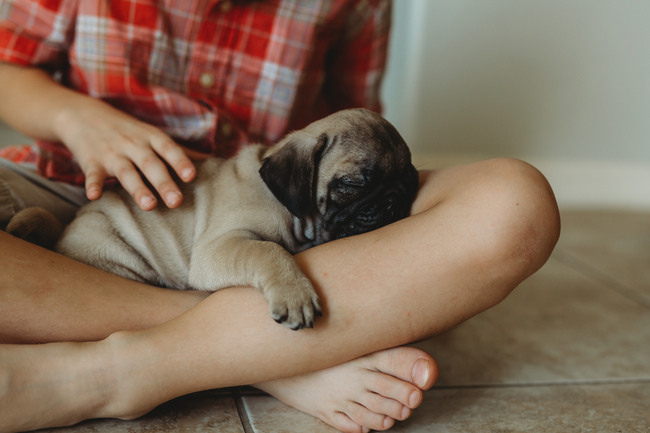 Lethargic Stock Photos Offset