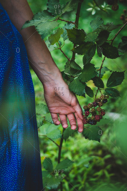 Woman's hand reaching for wild blackberries on a vine