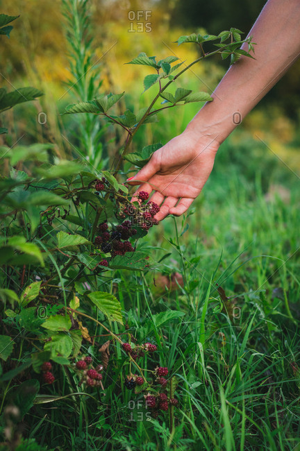 Close up of a young woman picking blackberries in the garden
