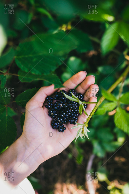 Close up of wild blackberries in woman's hand on a sunny day