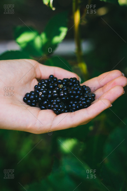 Close up of wild blackberries in woman's hand on a sunny day
