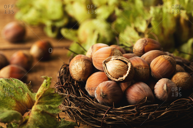 Close up of hazelnuts in a nest with one cracked open nut