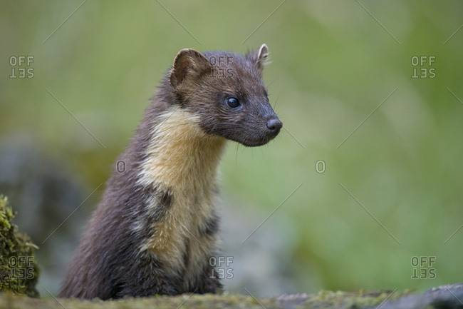 Portrait of attentive pine marten
