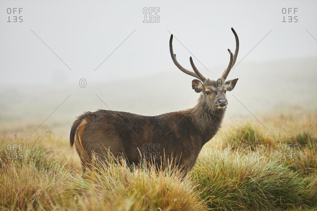 Portrait of Axis Deer- Horton Plains National Park- Nuwara Eliya- Sri Lanka