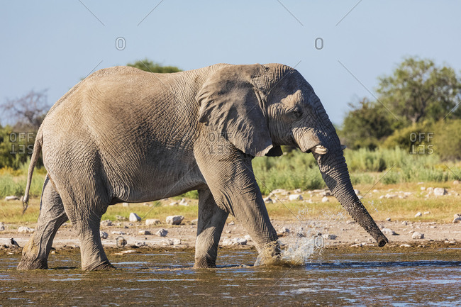 Namibia- Etosha National Park- African Elephant walking through waterhole