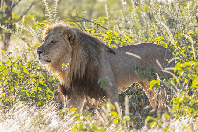 Africa- Namibia- Etosha National Park- male lion- Panthera leo