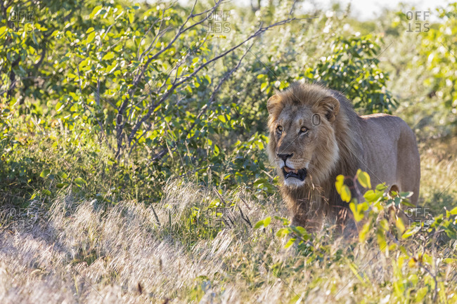 Africa- Namibia- Etosha National Park- male lion- Panthera leo
