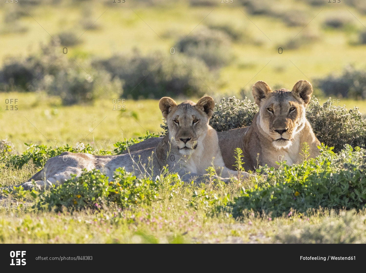 Africa- Namibia- Etosha National Park- lions- Panthera leo- mother animal and young animal lying