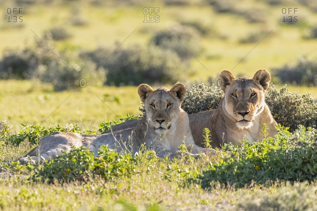 Africa- Namibia- Etosha National Park- lions- Panthera leo- mother animal and young animal lying