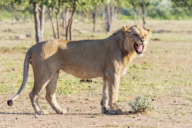 Africa- Namibia- Etosha National Park- male lion- Panthera leo