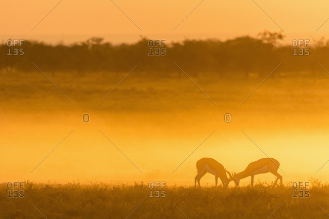 Africa- Namibia- Etosha National Park- Springboks- Antidorcas marsupialis- fighting at sunset